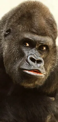 This phone live wallpaper showcases a photorealistic illustration of a gorilla in a close-up portrait