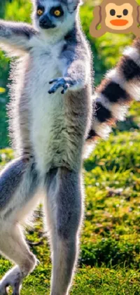 Primate Photograph Nature Live Wallpaper
