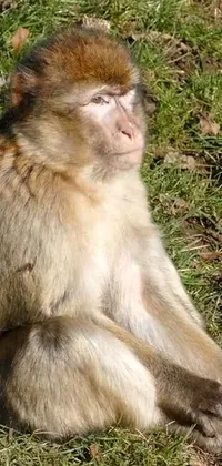 Primate Plant Rhesus Macaque Live Wallpaper