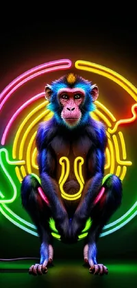 Primate Terrestrial Animal Electric Blue Live Wallpaper