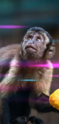Primate Terrestrial Animal Liver Live Wallpaper