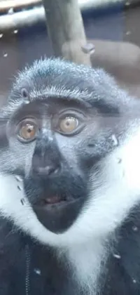 This phone live wallpaper features an up-close image of a monkey staring into the camera