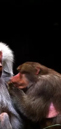 Primate Terrestrial Animal Snout Live Wallpaper