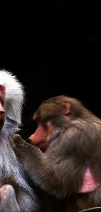 Primate Terrestrial Animal Snout Live Wallpaper