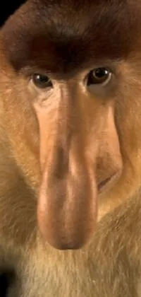 Proboscis Monkey. Live Wallpaper