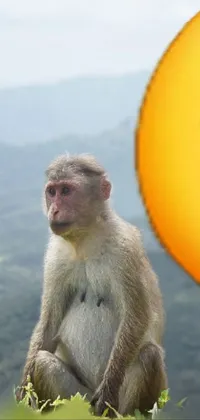 HD monkey meme wallpapers