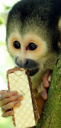 Looking for a cute and playful live wallpaper for your phone? Check out this charming monkey design! Featuring a little primate perched atop a tree and munching on a juicy banana, this wallpaper is sure to make you smile every time you unlock your device