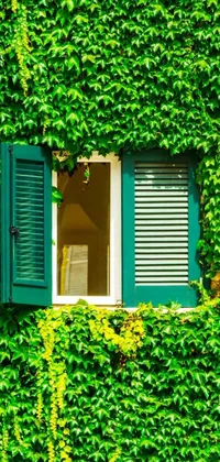 Property Window Green Live Wallpaper