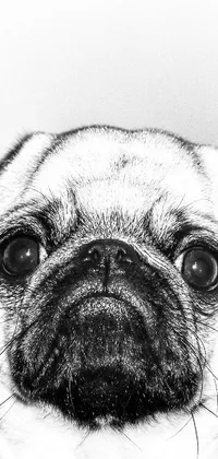 This black and white live wallpaper features a stippled photo of a small pug dog