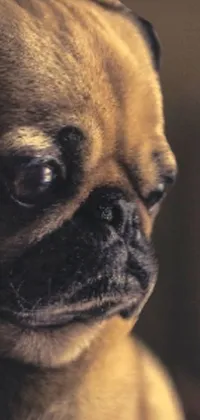 This live wallpaper features a photorealistic image of a pug sitting in front of a warm radiator