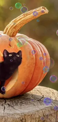 This mobile live wallpaper showcases an artistic black cat sitting inside a pumpkin