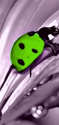 This phone live wallpaper showcases a digital artwork featuring a green ladybug resting atop a white flower
