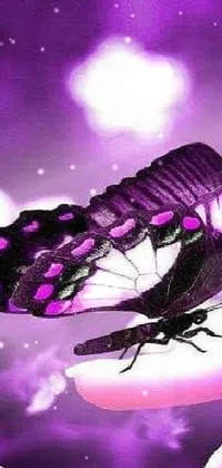 Purple Arthropod Insect Live Wallpaper