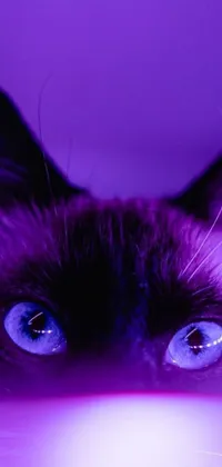 This exquisite phone live wallpaper showcases a fascinating close-up of a stunning cat with blue eyes captured in a unique digital art style
