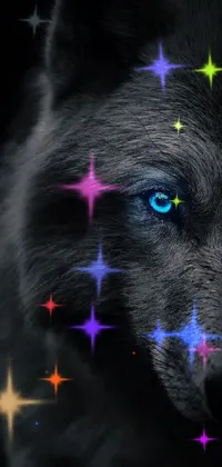 dark wolf Live Wallpaper