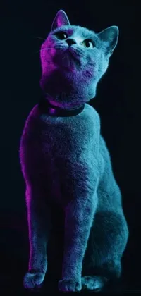 This phone live wallpaper displays a stunningly detailed close up of a cat against a black background