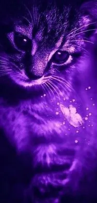 Get this amazing cat live wallpaper for your mobile phone! The stunning close up of a purple cat against a vibrant digital art background will bring your device to life