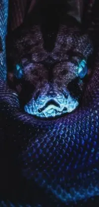 This live wallpaper showcases a striking image of a snake up-close against a dark background