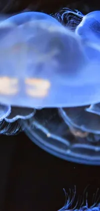 This phone live wallpaper showcases a captivating macro photograph of jellyfish swimming together in the deep blue abyss
