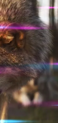 Purple Felidae Whiskers Live Wallpaper