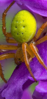 Purple Invertebrate Arthropod Live Wallpaper