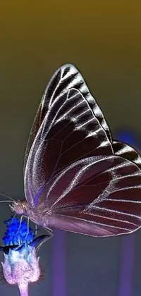 Purple Invertebrate Butterfly Live Wallpaper