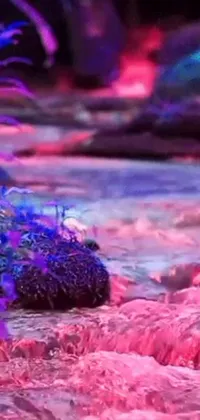 This vibrant phone live wallpaper features a striking close-up of a rocky surface submerged in a body of water