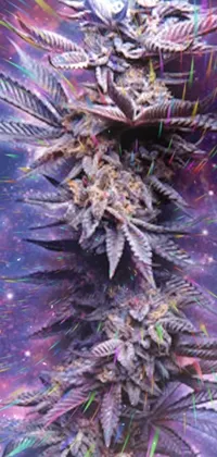 Looking for a stunning live wallpaper to showcase your love for cannabis? This close-up of a cannabis plant against a galaxy backdrop is the perfect choice! Featuring intricate details and multiple purple halos, this wallpaper captures the beauty of trainwreck strains in high detail