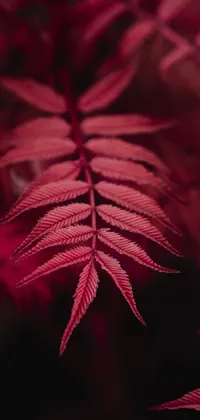 This live wallpaper for your phone features a stunning macro photograph of a striking red-leaved plant against a whimsical pink forest background