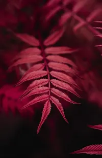 Purple Terrestrial Plant Petal Live Wallpaper