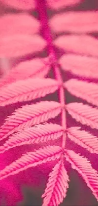 Purple Terrestrial Plant Plant Live Wallpaper