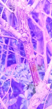 Purple Twig Branch Live Wallpaper