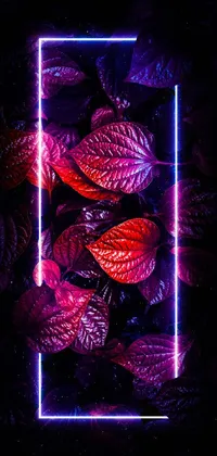 Purple Visual Effect Lighting Magenta Live Wallpaper