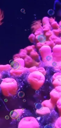 Decorate your phone's home screen with this stunning live wallpaper of a vibrant pink coral with bubbles