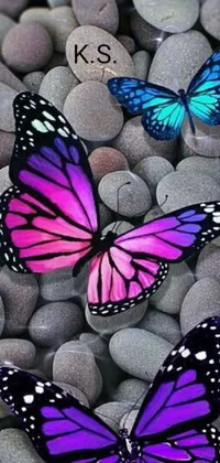This stunning live wallpaper features a group of butterflies resting atop a picturesque pile of rocks