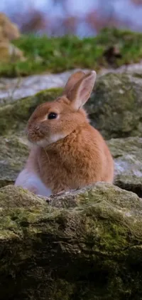 This phone live wallpaper features a charming rabbit sitting on a rocky surface