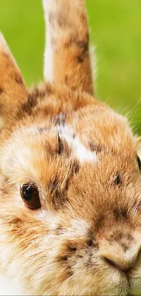 Rabbit Ear Hare Live Wallpaper