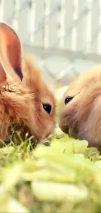 Rabbit Ear Organism Live Wallpaper