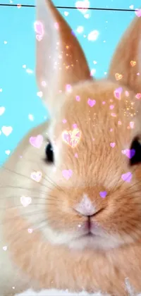 Rabbit Ear Pink Live Wallpaper