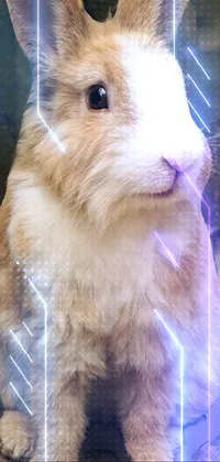 Rabbit Ear Rabbits And Hares Live Wallpaper