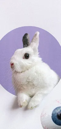 Rabbit Ear Rabbits And Hares Live Wallpaper