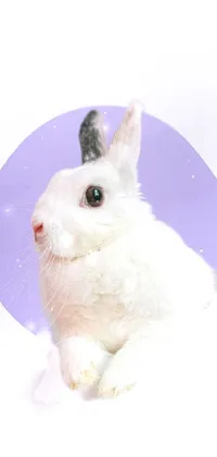 Rabbit Ear Toy Live Wallpaper