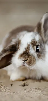 cute Live Wallpaper