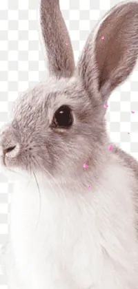 Rabbit Eye White Live Wallpaper