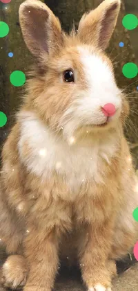 Rabbit Green Ear Live Wallpaper
