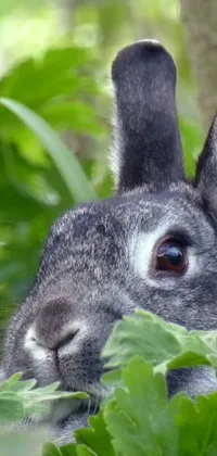 Rabbit Green Rabbits And Hares Live Wallpaper