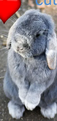 Rabbit Grey Ear Live Wallpaper