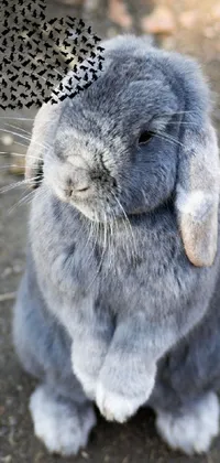 Rabbit Grey Hare Live Wallpaper