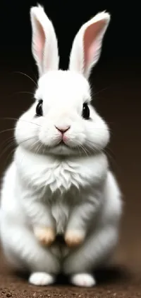 Rabbit Human Body Ear Live Wallpaper