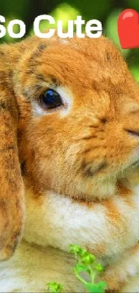 Rabbit Mammal Grass Live Wallpaper